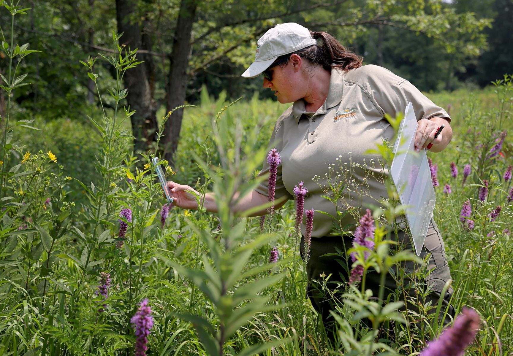 Missouri Bumblebee Atlas, counting the bees